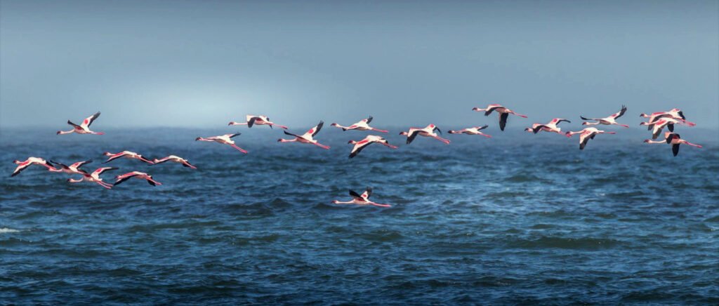 Gripe aviar. Gripeaviar2030.