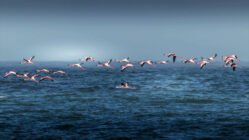 Gripe aviar. Gripeaviar2030.