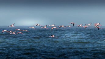 Gripe aviar. Gripeaviar2030.