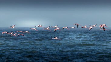 Gripe aviar. Gripeaviar2030.