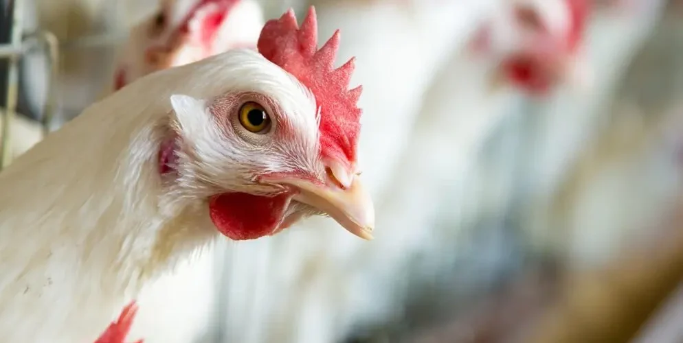 Gripe aviar. Administración Trump. Vacunas contra el virus H5N1 en humanos. Capitolio.