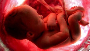 El aborto fue la principal causa mundial de muerte en 2024 con más de 45 millones de muertos (alertadigital.com).